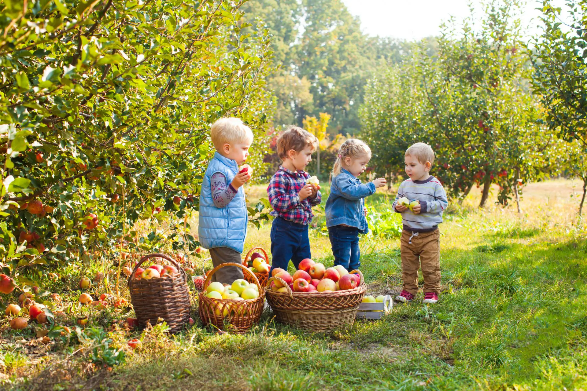 Kirschblüten-Quartett - AdobeStock_238504140.jpeg (2652)