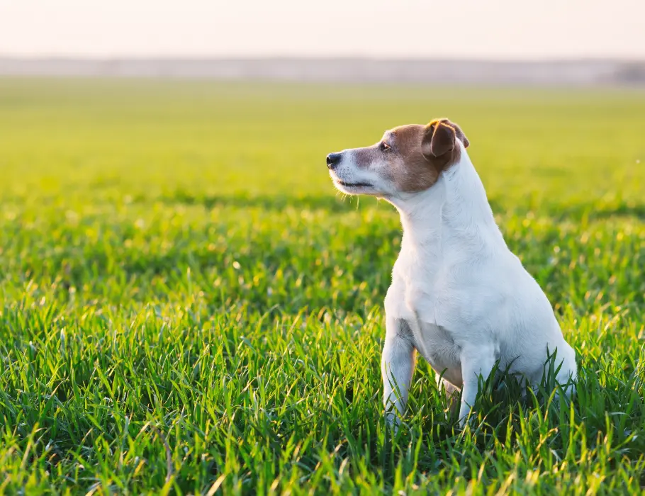Quartier am Bahnhof - jack-russel-terrier-on-green-field-2022-02-02-04-49-10-utc.jpg (2258)